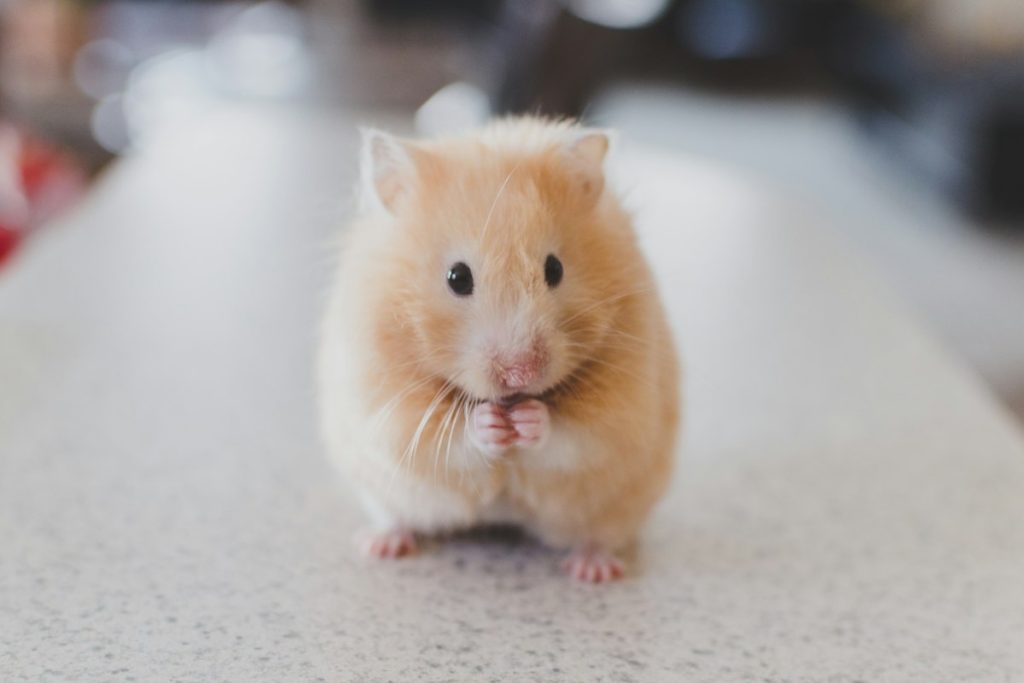 Cute Animals Prompt Pack